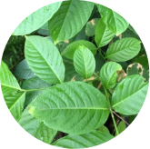 Corosolic Acid in Phytomem One